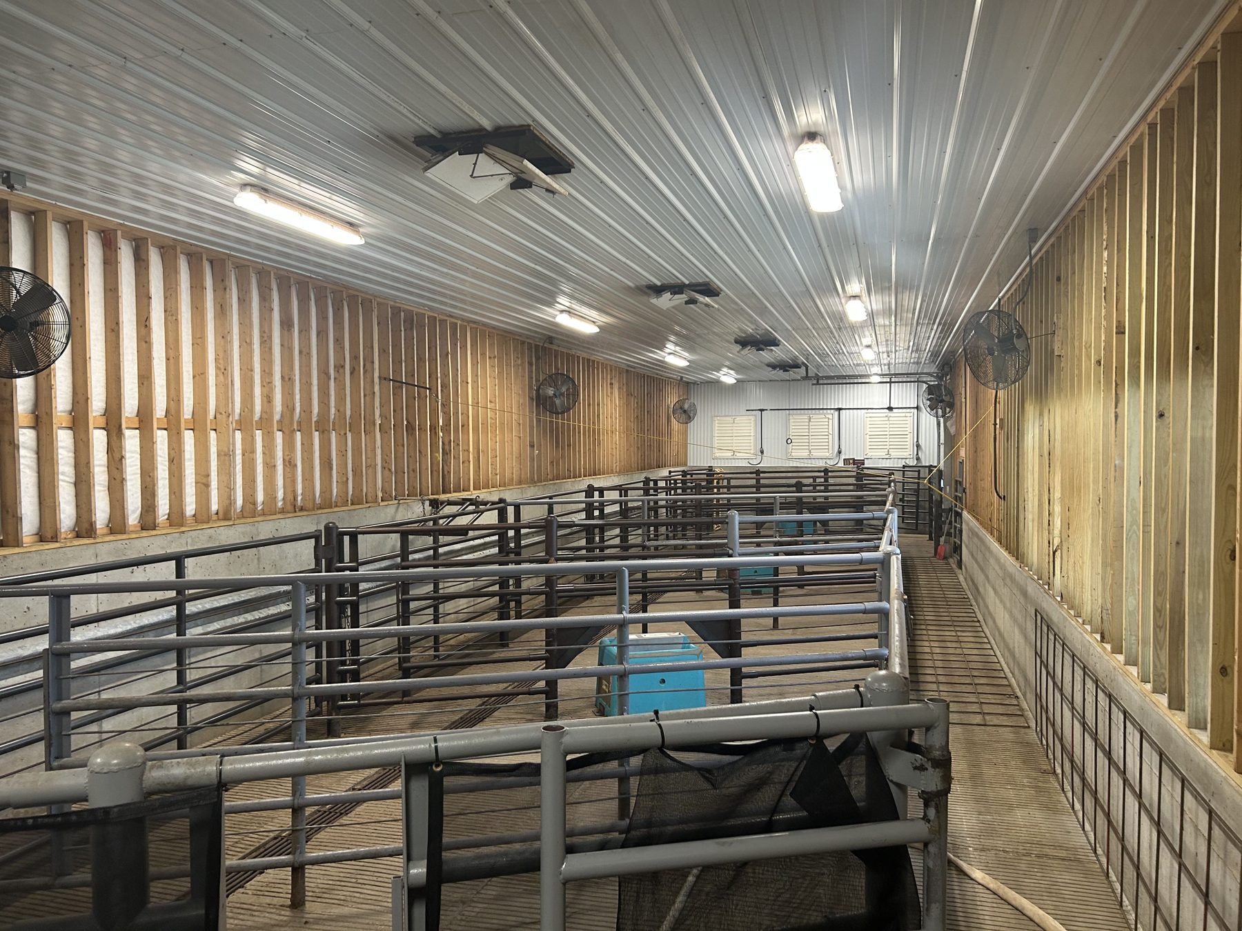 Covered livestock holding pens with steel gating